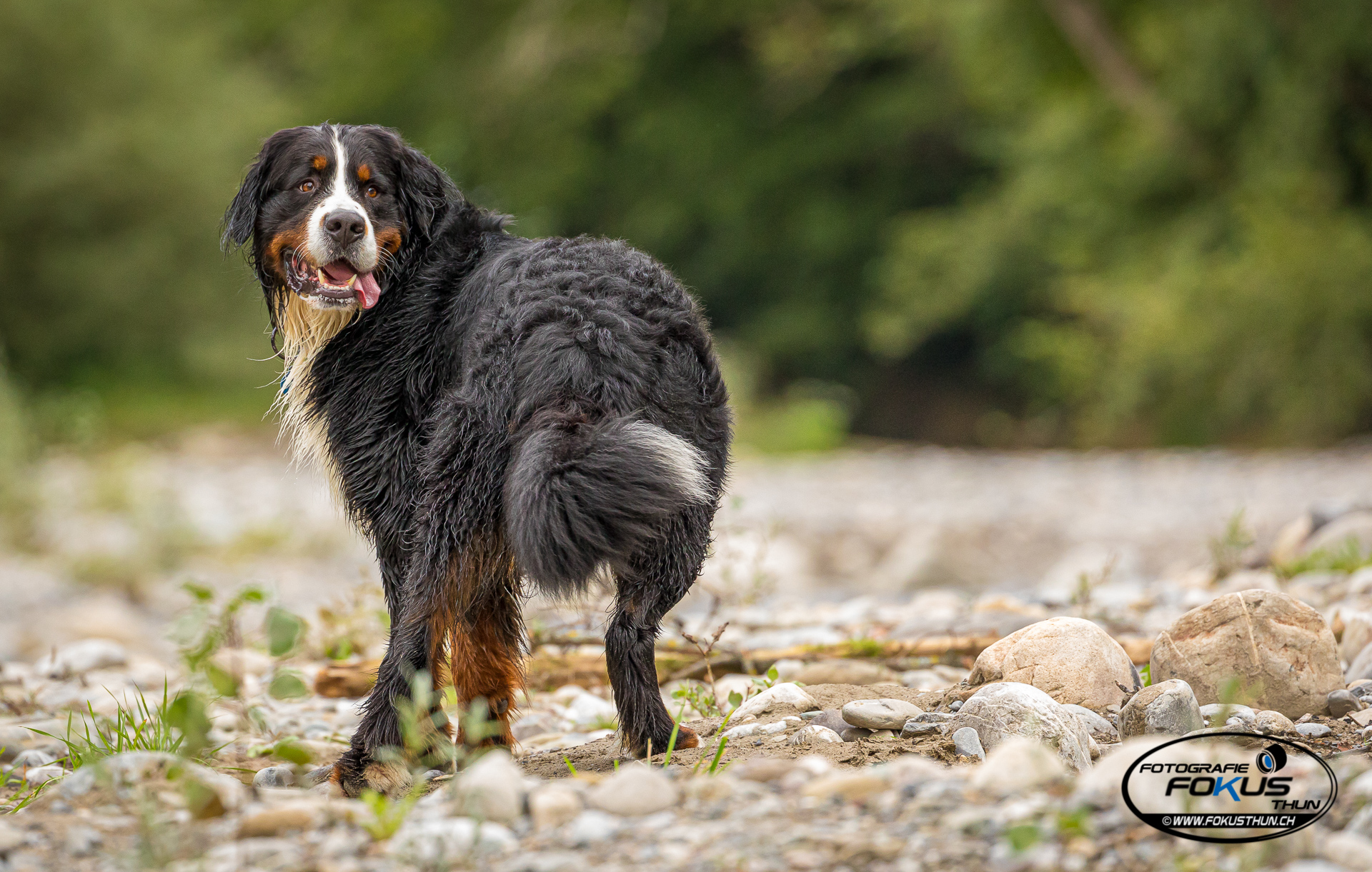 Porträt Berner Sennenhund